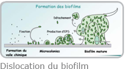 img_droite_eau_resultats_bacteries_2